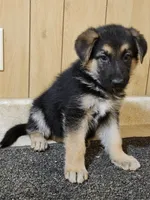 Dottie's  'White Star' female, a female German Shepherd Dog for sale in New Bremen, OH – 2 of 3