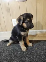 Dottie's black/ tan female, a female German Shepherd Dog for sale in New Bremen, OH – 2 of 3