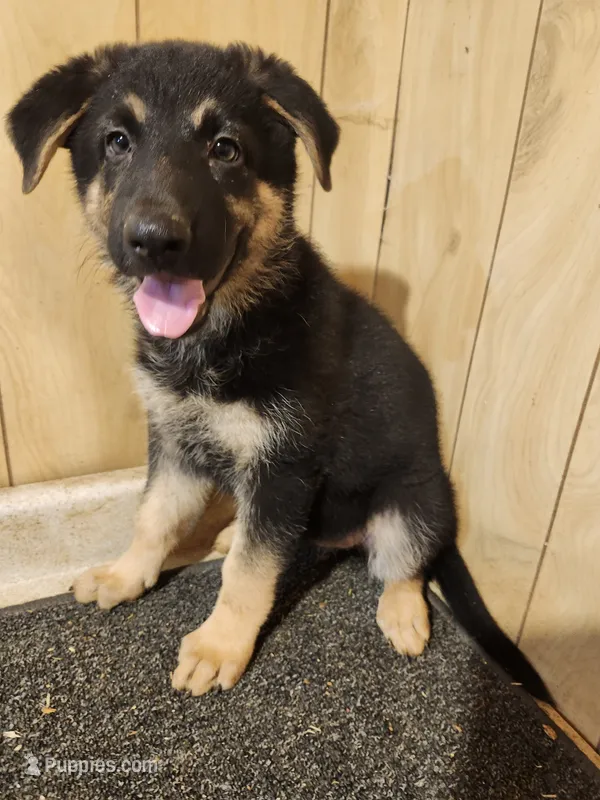 Raven's medium colored female – German Shepherd Dog puppy for sale in New Bremen, OH