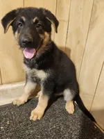 Raven's medium colored female, a female German Shepherd Dog for sale in New Bremen, OH – 1 of 2