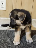 Dottie's Bold Blaze, a female German Shepherd Dog for sale in New Bremen, OH – 2 of 2