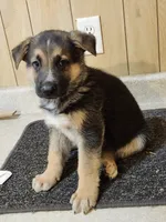 Dottie's Blaze, a male German Shepherd Dog for sale in New Bremen, OH – 2 of 2