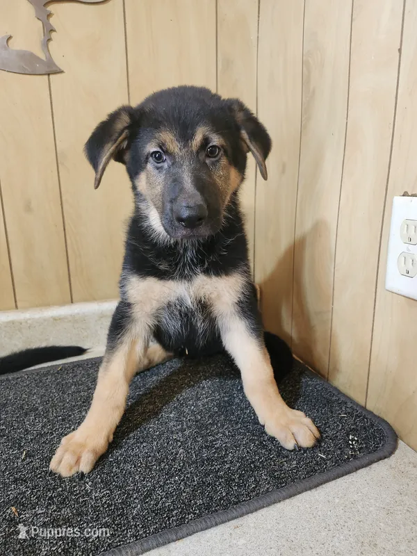 Raven's light colored female – German Shepherd Dog puppy for sale in New Bremen, OH