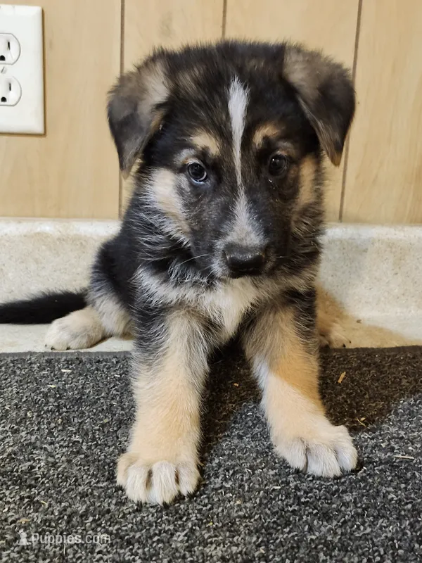 Dottie's Bold Blaze – German Shepherd Dog puppy for sale in New Bremen, OH