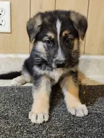 Dottie's Bold Blaze, a female German Shepherd Dog for sale in New Bremen, OH – 1 of 2