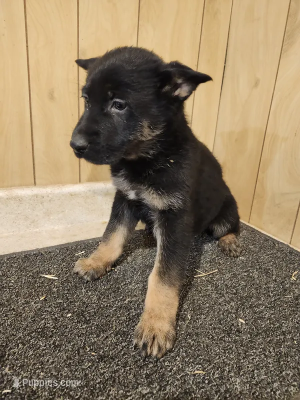 Revlon's larger female