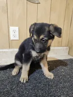 Dottie's black/ tan female, a female German Shepherd Dog for sale in New Bremen, OH – 3 of 3