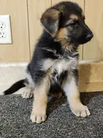 Dottie's  'White Star' female, a female German Shepherd Dog for sale in New Bremen, OH – 3 of 3