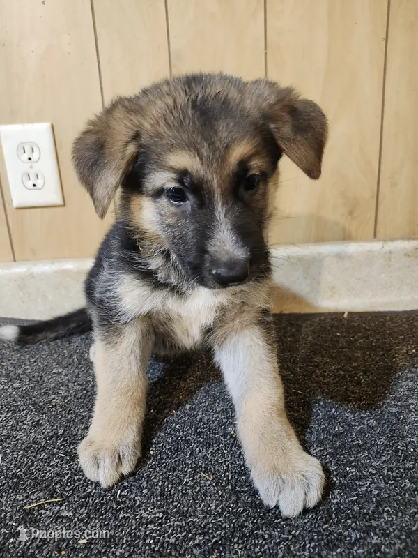 Dottie's lighter female – German Shepherd Dog puppy for sale in New Bremen, OH