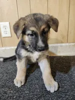 Dottie's lighter female, a female German Shepherd Dog for sale in New Bremen, OH – 1 of 2