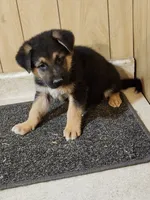 Dottie's darker male, a male German Shepherd Dog for sale in New Bremen, OH – 2 of 3