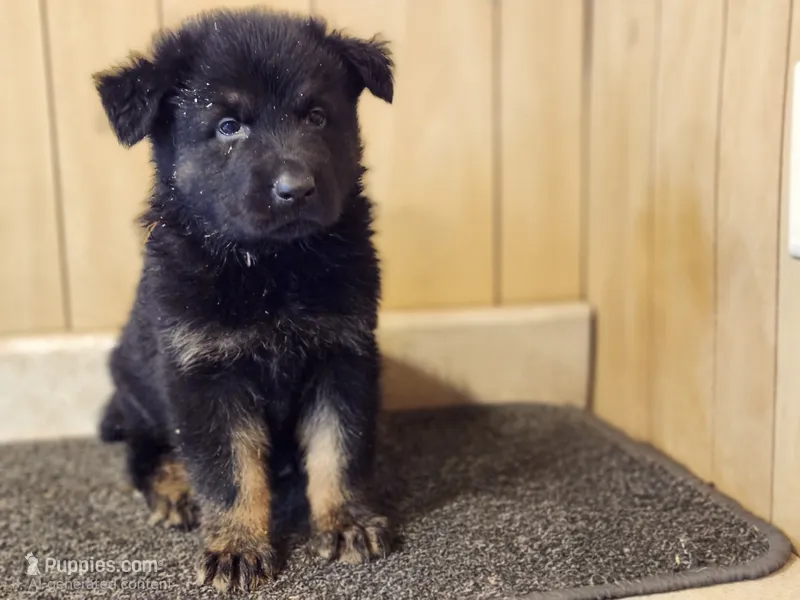 Faith's Fluffy male – German Shepherd Dog puppy for sale in New Bremen, OH
