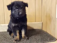 Faith's Fluffy male, a male German Shepherd Dog for sale in New Bremen, OH – 1 of 1
