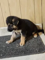 Dottie's darker male, a male German Shepherd Dog for sale in New Bremen, OH – 3 of 3