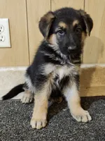 Dottie's  'White Star' female, a female German Shepherd Dog for sale in New Bremen, OH – 1 of 3