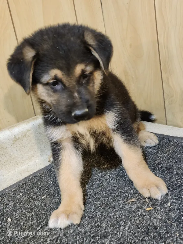 Dottie's darker male – German Shepherd Dog puppy for sale in New Bremen, OH