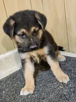Dottie's darker male, a male German Shepherd Dog for sale in New Bremen, OH – 1 of 3