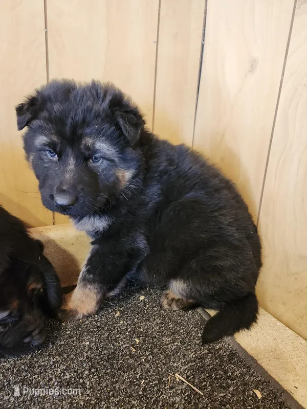 Raven's fluffy female