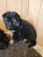 Raven's fluffy female, a female German Shepherd Dog for sale in New Bremen, OH – Photo 1 of 2