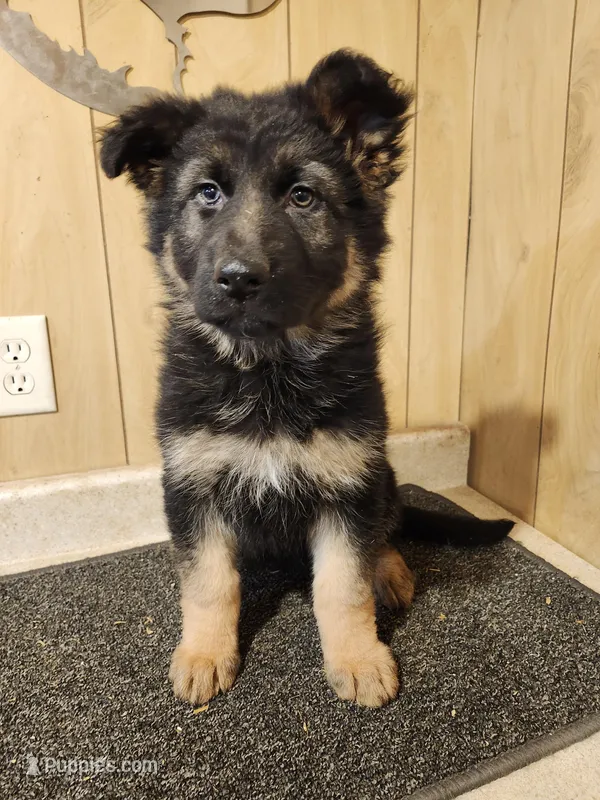 Raven's fluffy female