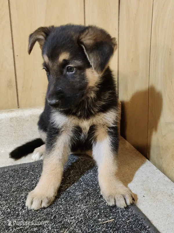 Dottie's white toes female – German Shepherd Dog puppy for sale in New Bremen, OH