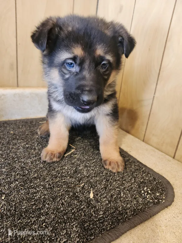 Raven's traditional female