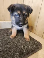 Raven's traditional female, a female German Shepherd Dog for sale in New Bremen, OH – Photo 1 of 2