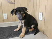 Raven's light colored female, a female German Shepherd Dog for sale in New Bremen, OH – 3 of 3