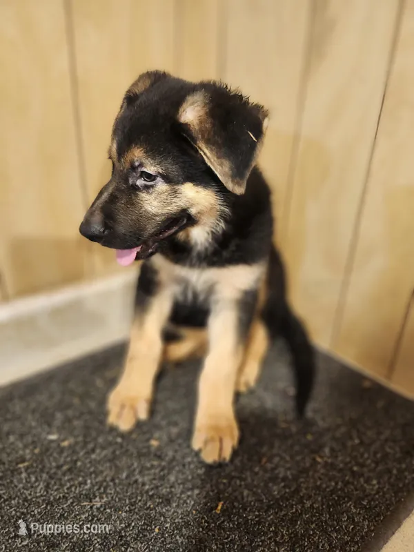 Raven's light colored female – German Shepherd Dog puppy for sale in New Bremen, OH