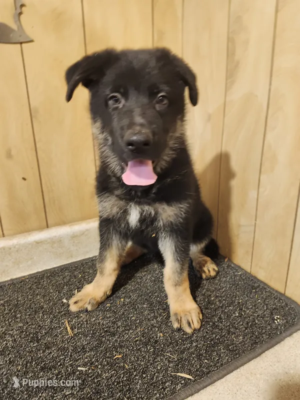 Raven's dark female – German Shepherd Dog puppy for sale in New Bremen, OH
