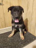Raven's dark female, a female German Shepherd Dog for sale in New Bremen, OH – 1 of 1
