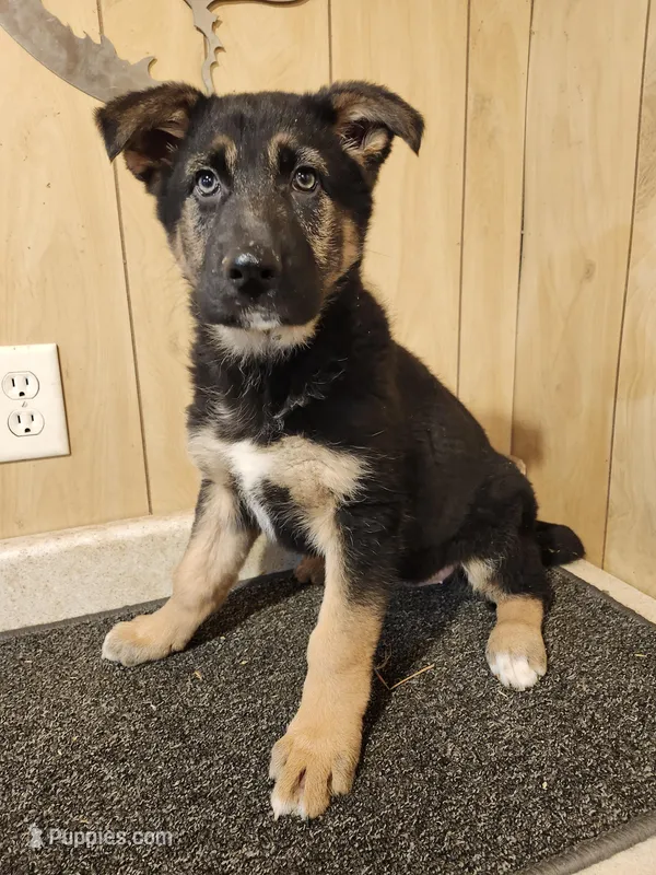 Dottie's dark female