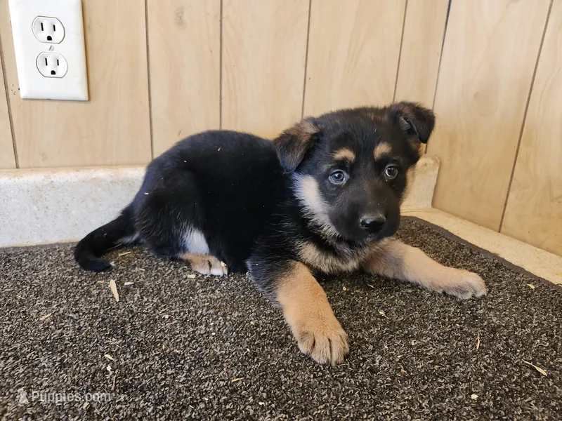 Dottie's dark female