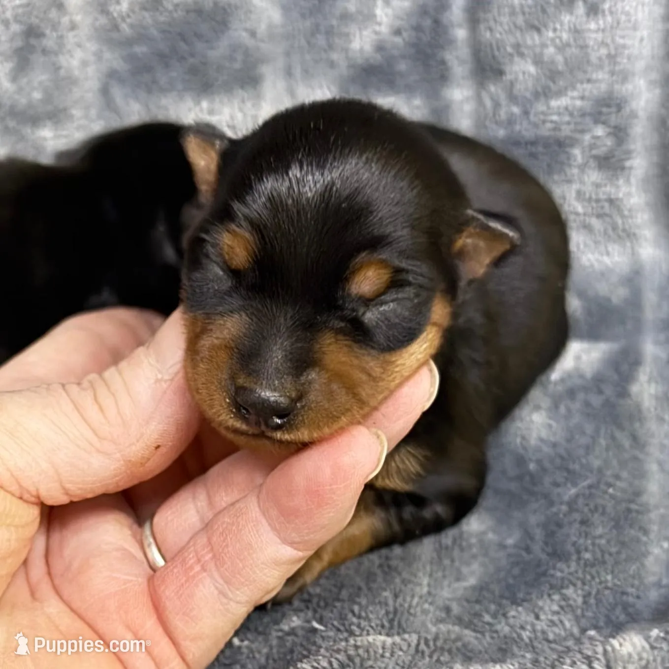 Bandit – Miniature Pinscher puppy for sale in Atoka, OK