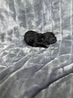 Sarah, a female Cavapoo for sale in Atoka, OK – Photo 1 of 2