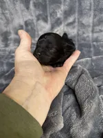 Sarah, a female Cavapoo for sale in Atoka, OK – Photo 2 of 2