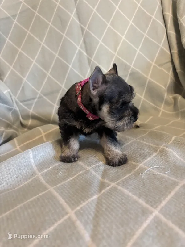 Tori, a female Miniature Schnauzer for sale in Atoka, OK – Photo 1 of 4