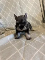 Tori, a female Miniature Schnauzer for sale in Atoka, OK – Photo 4 of 4