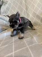 Tori, a female Miniature Schnauzer for sale in Atoka, OK – Photo 3 of 4