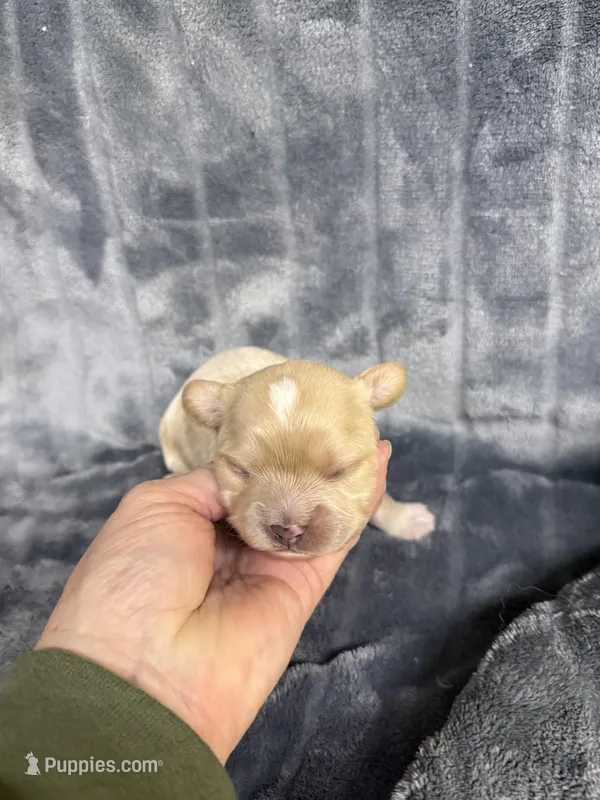 Toby – Cavapoo puppy for sale in Atoka, OK