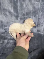 Toby, a male Cavapoo for sale in Atoka, OK – Photo 2 of 2