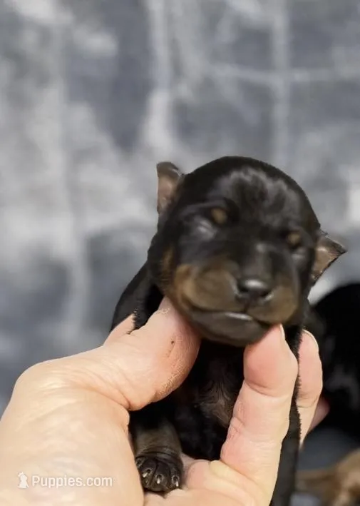 Cash – Miniature Pinscher puppy for sale in Atoka, OK