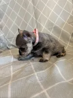 Trixie, a female Miniature Schnauzer for sale in Atoka, OK – Photo 2 of 4