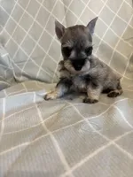 Trixie, a female Miniature Schnauzer for sale in Atoka, OK – Photo 3 of 4