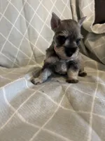Trixie, a female Miniature Schnauzer for sale in Atoka, OK – Photo 4 of 4