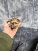 Todd, a male Cavapoo for sale in Atoka, OK – Photo 1 of 2