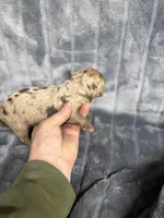 Todd, a male Cavapoo for sale in Atoka, OK – Photo 2 of 2