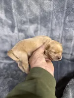 Rudy, a male Cavapoo for sale in Atoka, OK – Photo 2 of 2