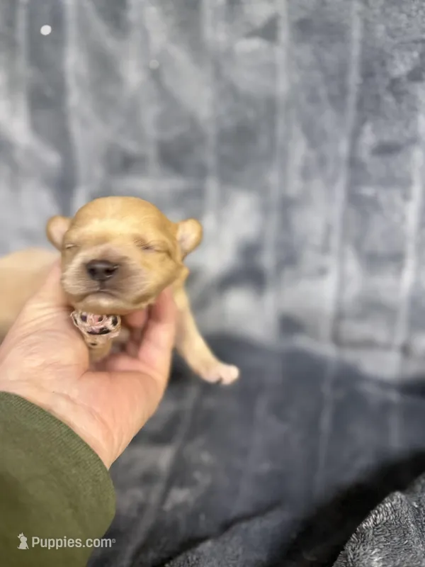 Rudy – Cavapoo puppy for sale in Atoka, OK