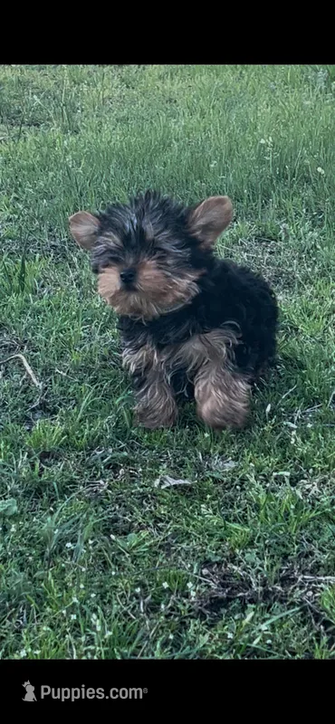 Sam – Yorkshire Terrier puppy for sale in Atoka, OK